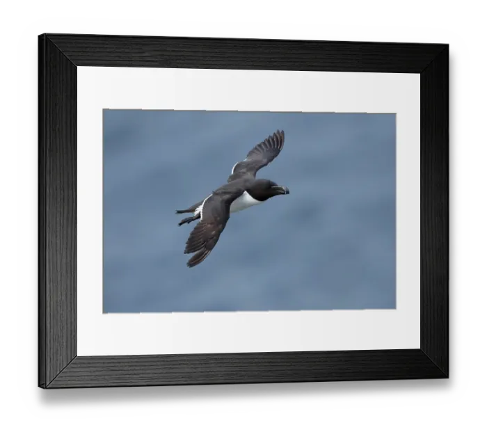 Framed Print : Razorbill (Alca torda) in flight, Varanger, Norway. July Framed Print : Razorbill (Alca torda) in flight, Varanger, Norway. July
