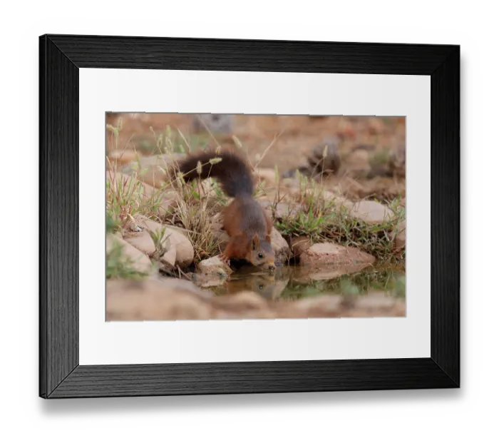 Framed Print : Red squirrel (Sciurus vulgaris) drinking at pool, La Rioja, Spain. August Framed Print : Red squirrel (Sciurus vulgaris) drinking at pool, La Rioja, Spain. August