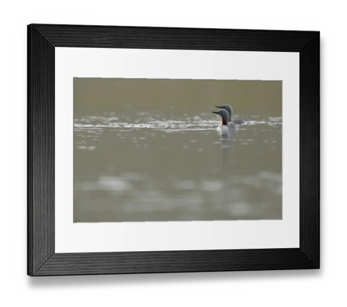 Framed Print : RF - Two Red-throated divers (Gavia stellata) on water, Varanger, Norway. July. (This image may be licensed either as rights managed or royalty free.) Framed Print : RF - Two Red-throated divers (Gavia stellata) on water, Varanger, Norway. July. (This image may be licensed either as rights managed or royalty free.)