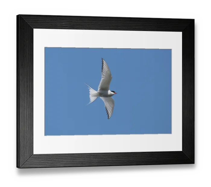 Framed Print : RF - Arctic tern (Sterna paradisaea) in flight against blue sky, Varanger, Norway. July. (This image may be licensed either as rights managed or royalty free.) Framed Print : RF - Arctic tern (Sterna paradisaea) in flight against blue sky, Varanger, Norway. July. (This image may be licensed either as rights managed or royalty free.)