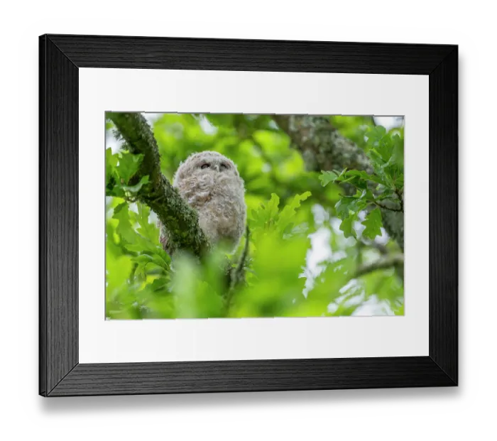 Framed Print : Tawny owlet (Strix aluco) perched on a branch in a garden, sleeping during the day, Pembrokeshire, Wales, UK. May Framed Print : Tawny owlet (Strix aluco) perched on a branch in a garden, sleeping during the day, Pembrokeshire, Wales, UK. May