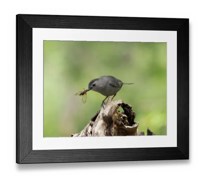 Framed Print : Gray catbird (Dumetella carolinensis) perched on branch feeding on Cicada prey, Hoot Hollow, Pennsylvania, USA. June Framed Print : Gray catbird (Dumetella carolinensis) perched on branch feeding on Cicada prey, Hoot Hollow, Pennsylvania, USA. June
