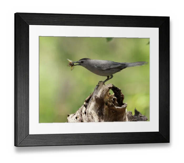 Framed Print : Gray catbird (Dumetella carolinensis) perched on branch feeding on Cicada prey, Hoot Hollow, Pennsylvania, USA. June Framed Print : Gray catbird (Dumetella carolinensis) perched on branch feeding on Cicada prey, Hoot Hollow, Pennsylvania, USA. June