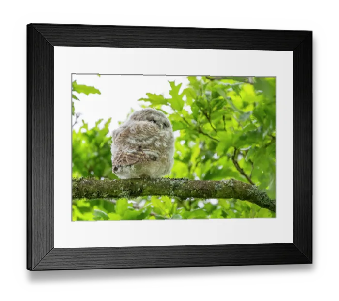 Framed Print : Tawny owlet (Strix aluco) perched on a branch in a garden, sleeping during the day, Pembrokeshire, Wales, UK. May Framed Print : Tawny owlet (Strix aluco) perched on a branch in a garden, sleeping during the day, Pembrokeshire, Wales, UK. May