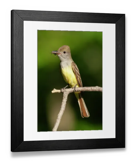 Framed Print : Great crested flycatcher (Myiarchus crinitus) perched on branch in garden feeding on spider prey, Hoot Hollow, Pennsylvania, USA. June