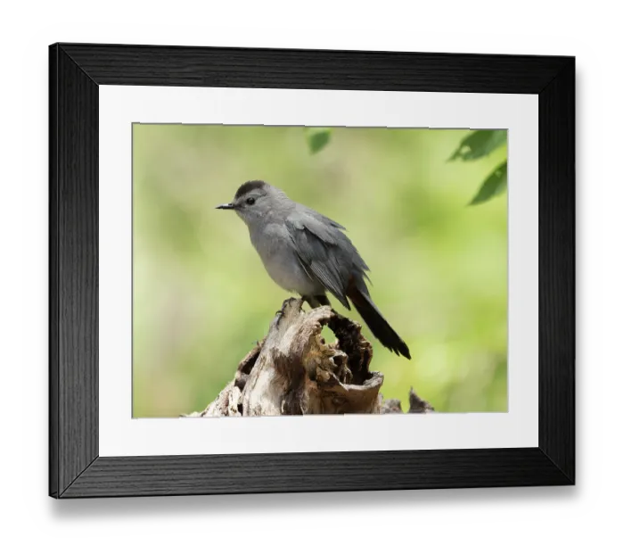 Framed Print : Gray catbird (Dumetella carolinensis) perched on branch, Hoot Hollow, Pennsylvania, USA. June Framed Print : Gray catbird (Dumetella carolinensis) perched on branch, Hoot Hollow, Pennsylvania, USA. June