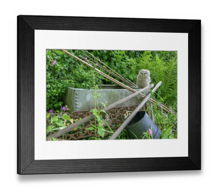 Framed Print : Tawny owlet (Strix aluco) perched on a water butt in a garden, Pembrokeshire, Wales, UK. May Framed Print : Tawny owlet (Strix aluco) perched on a water butt in a garden, Pembrokeshire, Wales, UK. May