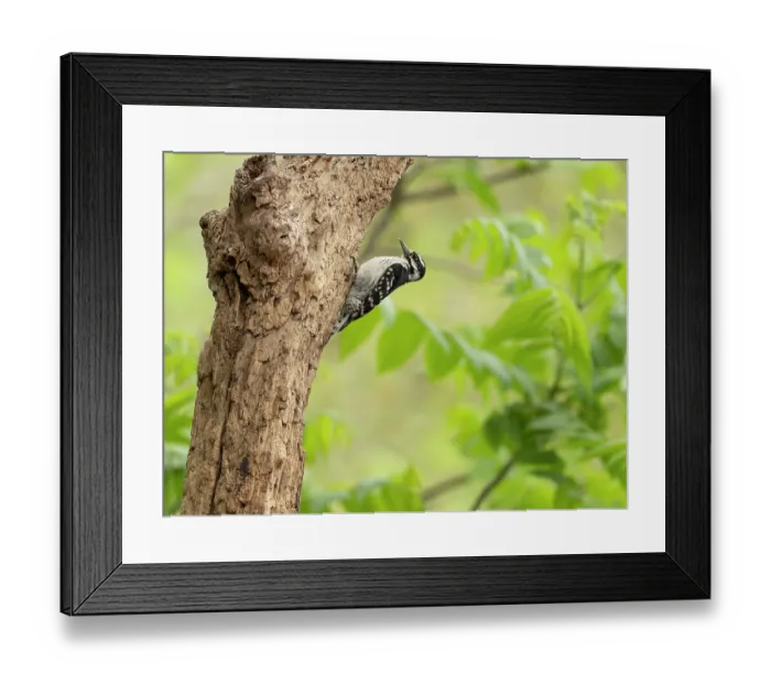 Framed Print : Hairy woodpecker (Leuconotopicus villosus) female, perched on tree trunk in garden, Hoot Hollow, Pennsylvania, USA. May Framed Print : Hairy woodpecker (Leuconotopicus villosus) female, perched on tree trunk in garden, Hoot Hollow, Pennsylvania, USA. May