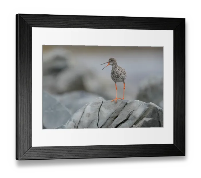 Framed Print : Redshank (Tringa totanus) perched on a rock calling, Varanger, Norway. July Framed Print : Redshank (Tringa totanus) perched on a rock calling, Varanger, Norway. July