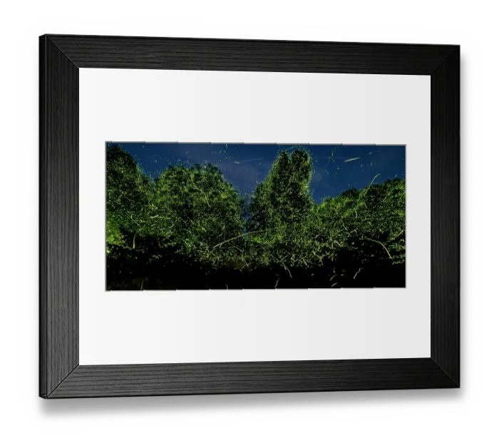 Framed Print : Fireflies (Photuris sp.) bioluminescence, Hoot Hollow, Pennsylvania, USA. June Framed Print : Fireflies (Photuris sp.) bioluminescence, Hoot Hollow, Pennsylvania, USA. June