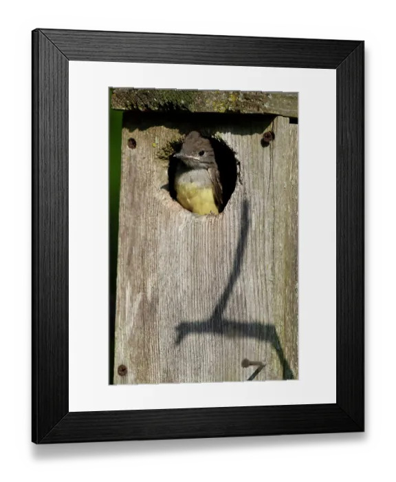 Framed Print : Great crested flycatcher (Myiarchus crinitus) peering out of garden nest box, Hoot Hollow, Pennsylvania, USA. June Framed Print : Great crested flycatcher (Myiarchus crinitus) peering out of garden nest box, Hoot Hollow, Pennsylvania, USA. June
