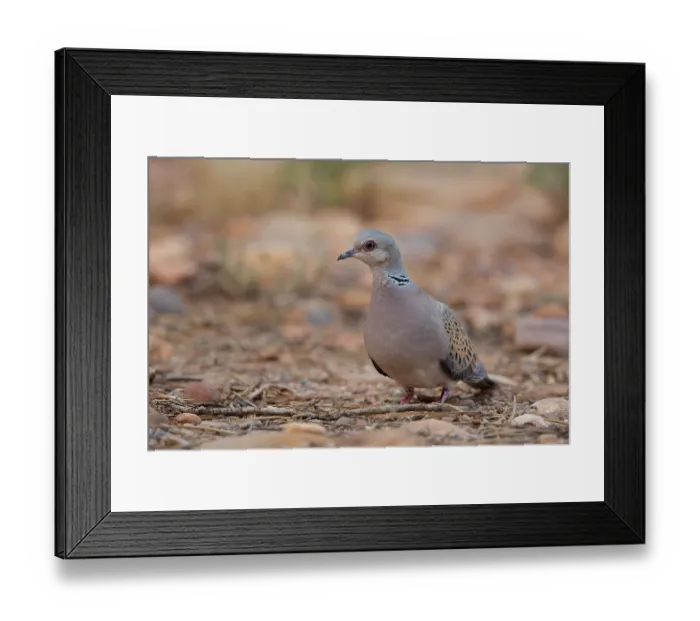 Framed Print : RF - Turtle dove (Streptopelia turtur) standing on the ground, La Rioja, Spain. August. (This image may be licensed either as rights managed or royalty free.) Framed Print : RF - Turtle dove (Streptopelia turtur) standing on the ground, La Rioja, Spain. August. (This image may be licensed either as rights managed or royalty free.)