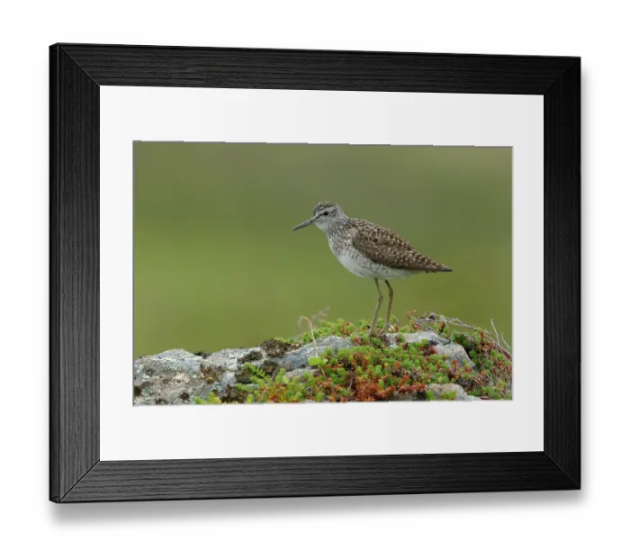 Framed Print : Wood sandpiper (Tringa glareola) perched on a rock calling, Varanger, Norway. July Framed Print : Wood sandpiper (Tringa glareola) perched on a rock calling, Varanger, Norway. July