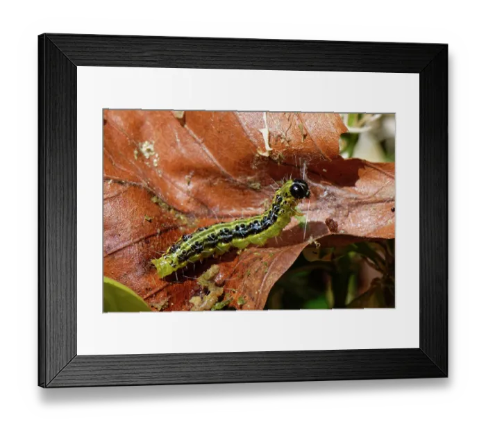 Framed Print : Box-tree moth (Cydalima perspectalis) caterpillar weaving silk to create a refuge within a Beech leaf in a Box (Buxus sempervirens) bush in a garden, Wiltshire, England, UK. June Framed Print : Box-tree moth (Cydalima perspectalis) caterpillar weaving silk to create a refuge within a Beech leaf in a Box (Buxus sempervirens) bush in a garden, Wiltshire, England, UK. June