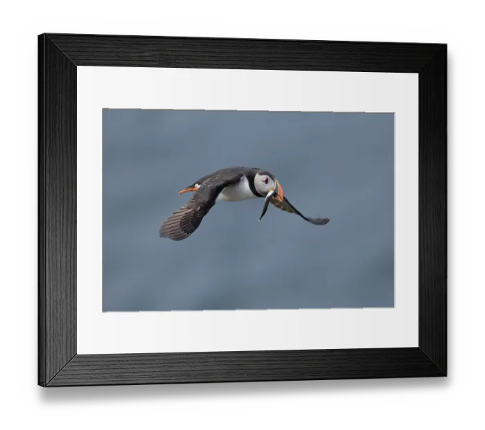 Framed Print : RF - Puffin (Fratercula arctica) in flight, carrying fish in beak to feed chick, Varanger, Norway. July. (This image may be licensed either as rights managed or royalty free.) Framed Print : RF - Puffin (Fratercula arctica) in flight, carrying fish in beak to feed chick, Varanger, Norway. July. (This image may be licensed either as rights managed or royalty free.)