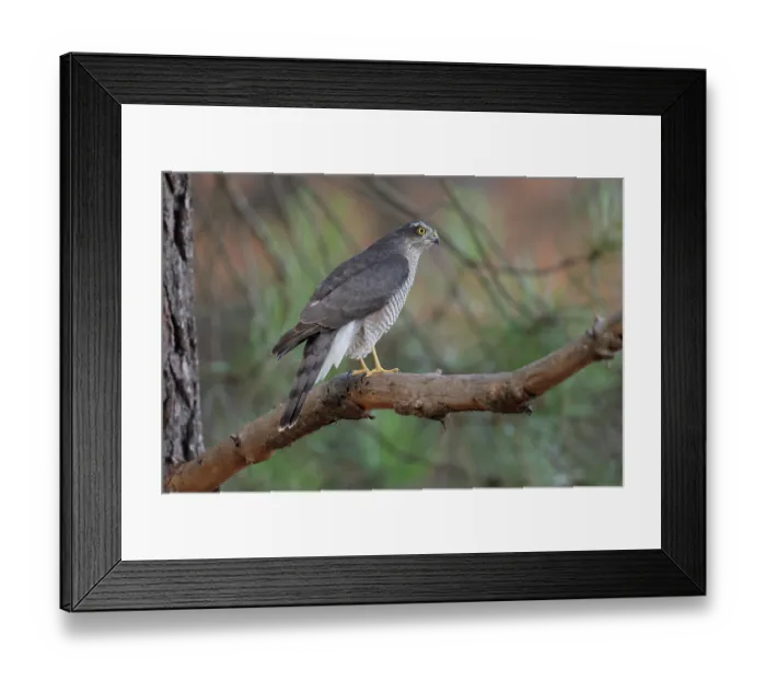 Framed Print : RF - Sparrowhawk (Accipiter nisus) female, perched on a branch in Pine (Pinus sp.) tree, La Rioja, Spain. August Framed Print : RF - Sparrowhawk (Accipiter nisus) female, perched on a branch in Pine (Pinus sp.) tree, La Rioja, Spain. August