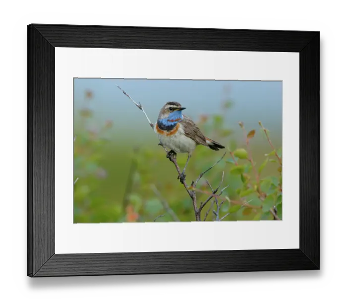 Framed Print : RF - Bluethroat (Luscinia svecica) male, perched on branch, Varanger, Norway. July. (This image may be licensed either as rights managed or royalty free.) Framed Print : RF - Bluethroat (Luscinia svecica) male, perched on branch, Varanger, Norway. July. (This image may be licensed either as rights managed or royalty free.)