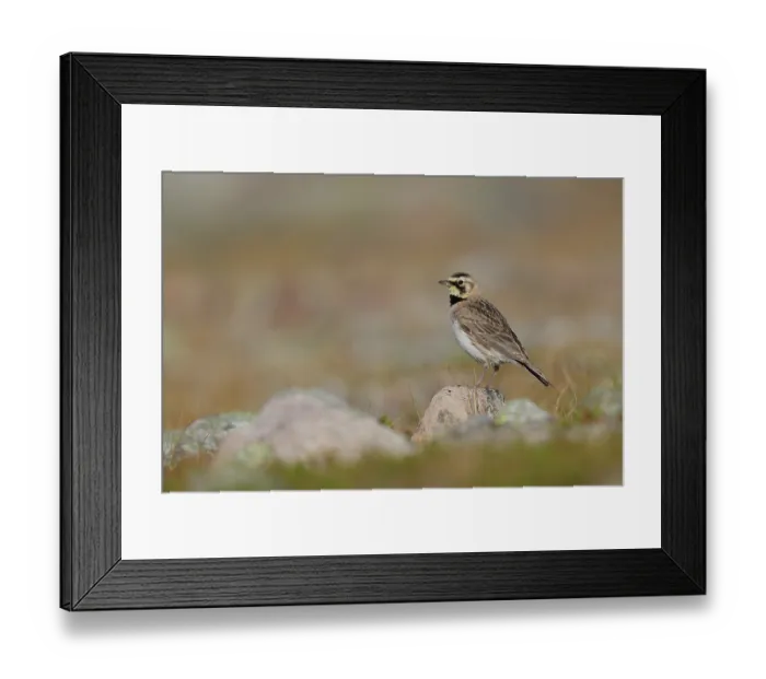 Framed Print : Shore lark (Eremophila alpestris) perched on a rock, Varanger, Norway. July Framed Print : Shore lark (Eremophila alpestris) perched on a rock, Varanger, Norway. July