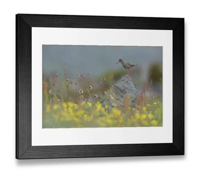 Framed Print : Redshank (Tringa totanus) perched on a rock with yellow flowers in foreground, Varanger, Norway. July Framed Print : Redshank (Tringa totanus) perched on a rock with yellow flowers in foreground, Varanger, Norway. July