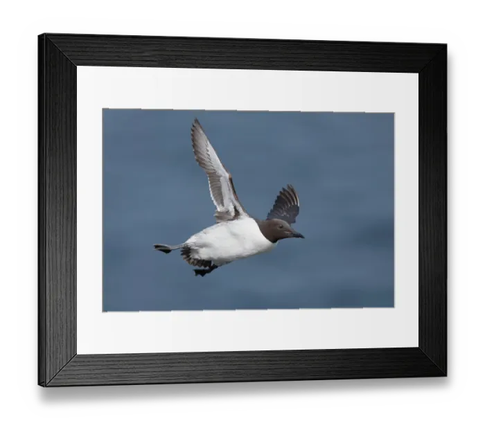 Framed Print : Guillemot (Uria aalge) in flight, Varanger, Norway. July Framed Print : Guillemot (Uria aalge) in flight, Varanger, Norway. July