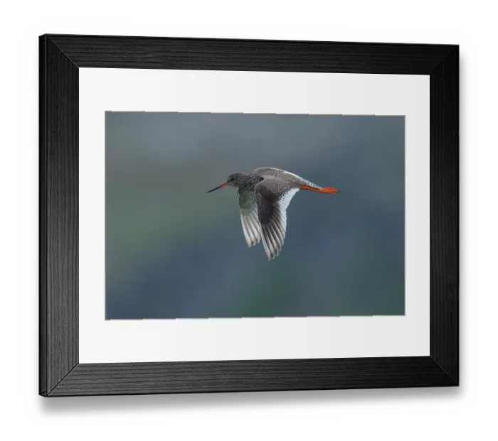 Framed Print : Redshank (Tringa totanus) in flight, Varanger, Norway. July Framed Print : Redshank (Tringa totanus) in flight, Varanger, Norway. July