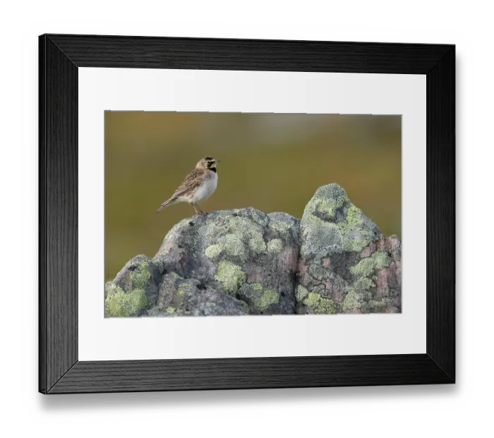 Framed Print : Shore lark (Eremophila alpestris) perched on a lichen-covered rock, Varanger, Norway. July Framed Print : Shore lark (Eremophila alpestris) perched on a lichen-covered rock, Varanger, Norway. July