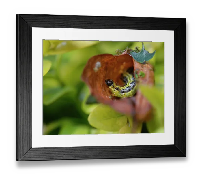 Framed Print : Box-tree moth (Cydalima perspectalis) caterpillar within a dead leaf retreat in a Box (Buxus sempervirens) bush in a garden, Wiltshire, England, UK. June Framed Print : Box-tree moth (Cydalima perspectalis) caterpillar within a dead leaf retreat in a Box (Buxus sempervirens) bush in a garden, Wiltshire, England, UK. June