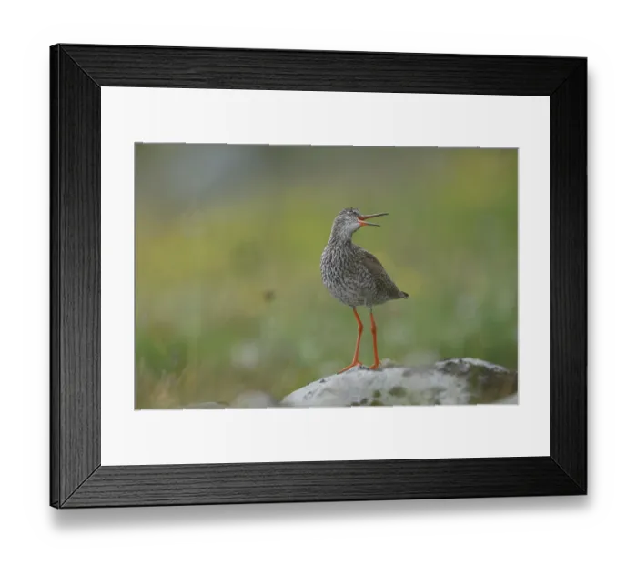 Framed Print : Redshank (Tringa totanus) perched on a rock calling, Varanger, Norway. July Framed Print : Redshank (Tringa totanus) perched on a rock calling, Varanger, Norway. July