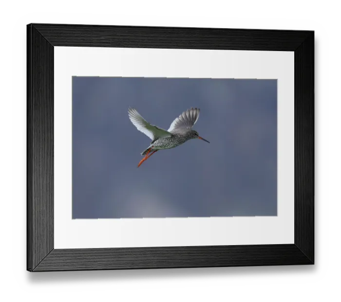 Framed Print : Redshank (Tringa totanus) in flight, Varanger, Norway. July Framed Print : Redshank (Tringa totanus) in flight, Varanger, Norway. July