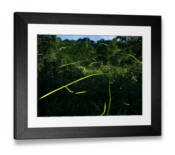 Framed Print : Fireflies (Photuris sp.) bioluminescence, Hoot Hollow, Pennsylvania, USA. June Framed Print : Fireflies (Photuris sp.) bioluminescence, Hoot Hollow, Pennsylvania, USA. June