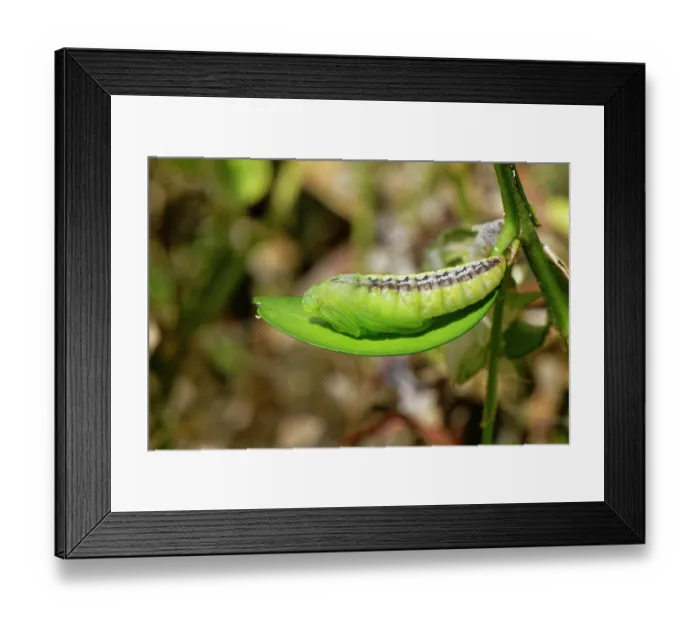 Framed Print : Box-tree moth (Cydalima perspectalis) pupa developing in a Box (Buxus sempervirens) bush in a garden, Wiltshire, England, UK. June Framed Print : Box-tree moth (Cydalima perspectalis) pupa developing in a Box (Buxus sempervirens) bush in a garden, Wiltshire, England, UK. June