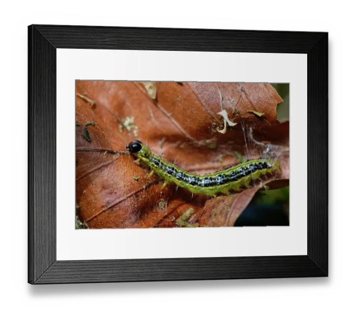 Framed Print : Box-tree moth (Cydalima perspectalis) caterpillar weaving silk to create a refuge within a Beech leaf in a Box (Buxus sempervirens) bush in a garden, Wiltshire, England, UK. June Framed Print : Box-tree moth (Cydalima perspectalis) caterpillar weaving silk to create a refuge within a Beech leaf in a Box (Buxus sempervirens) bush in a garden, Wiltshire, England, UK. June