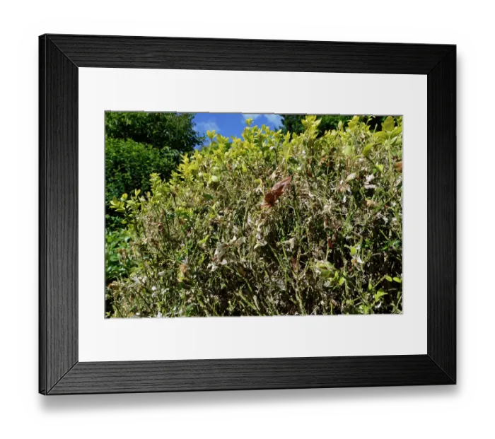 Framed Print : Box (Buxus sempervirens) bush in a garden badly damaged by an infestation of Box-tree moth (Cydalima perspectalis) caterpillars, Wiltshire, England, UK. June Framed Print : Box (Buxus sempervirens) bush in a garden badly damaged by an infestation of Box-tree moth (Cydalima perspectalis) caterpillars, Wiltshire, England, UK. June
