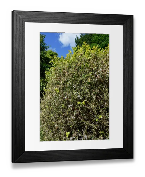Framed Print : Box (Buxus sempervirens) bush in a garden badly damaged by an infestation of Box-tree moth (Cydalima perspectalis) caterpillars, an ivasive species in the UK, Wiltshire, UK. June Framed Print : Box (Buxus sempervirens) bush in a garden badly damaged by an infestation of Box-tree moth (Cydalima perspectalis) caterpillars, an ivasive species in the UK, Wiltshire, UK. June
