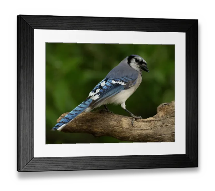 Framed Print : Blue jay (Cyanocitta cristata) perched on branch in garden, Hoot Hollow, Pennsylvania, USA. May Framed Print : Blue jay (Cyanocitta cristata) perched on branch in garden, Hoot Hollow, Pennsylvania, USA. May