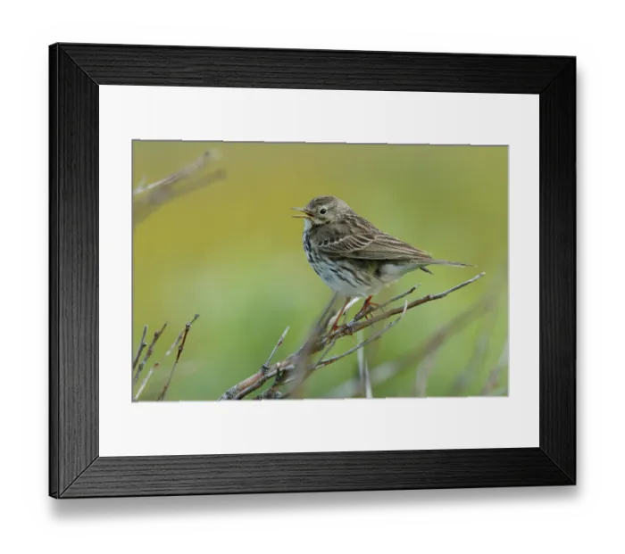 Framed Print : Meadow pipit (Anthus pratensis) perched on branch, Varanger, Norway. July Framed Print : Meadow pipit (Anthus pratensis) perched on branch, Varanger, Norway. July