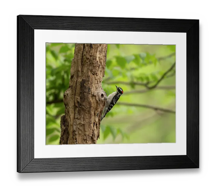 Framed Print : Downy woodpecker (Dryobates pubescens) male, perched on tree trunk in garden, Hoot Hollow, Pennsylvania, USA. May Framed Print : Downy woodpecker (Dryobates pubescens) male, perched on tree trunk in garden, Hoot Hollow, Pennsylvania, USA. May