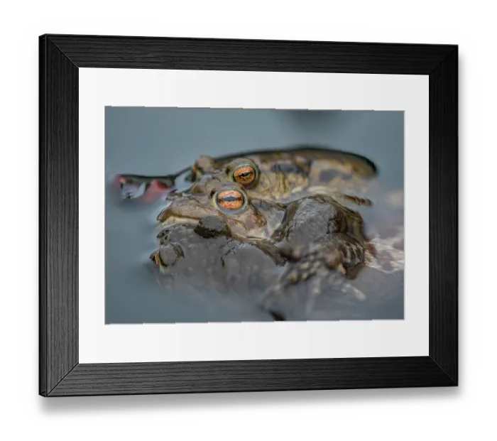 Framed Print : Common toads (Bufo bufo) pair in amplexus in garden pond, Wales, UK Framed Print : Common toads (Bufo bufo) pair in amplexus in garden pond, Wales, UK