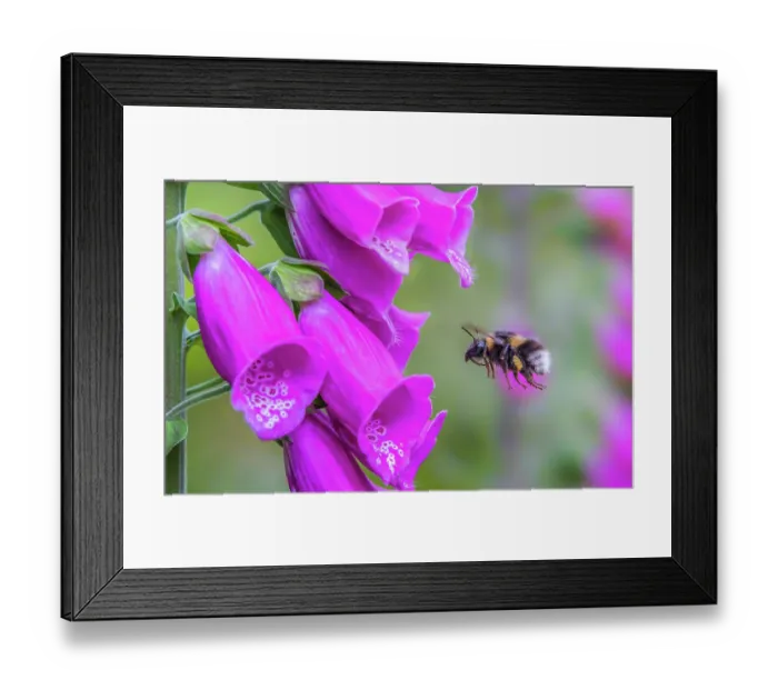 Framed Print : RF - Garden bumblebee (Bombus hortorum) feeding on a Foxglove (Digitalis purpurea) flower in a garden, Monmouthshire, Wales, UK Framed Print : RF - Garden bumblebee (Bombus hortorum) feeding on a Foxglove (Digitalis purpurea) flower in a garden, Monmouthshire, Wales, UK