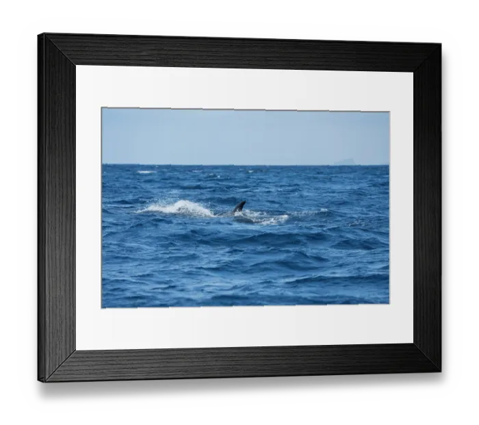 Framed Print : Sei whale (Balaenoptera borealis) dorsal fin above water surface, Azores, Atlantic Ocean. Endangered Framed Print : Sei whale (Balaenoptera borealis) dorsal fin above water surface, Azores, Atlantic Ocean. Endangered