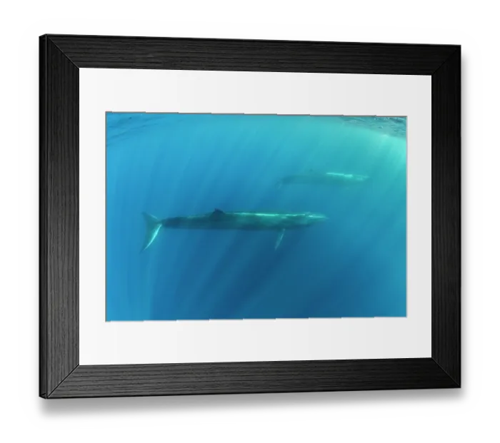 Framed Print : Two Sei whales (Balaenoptera borealis) swimming through sunrays, Azores, Atlantic Ocean. Endangered Framed Print : Two Sei whales (Balaenoptera borealis) swimming through sunrays, Azores, Atlantic Ocean. Endangered