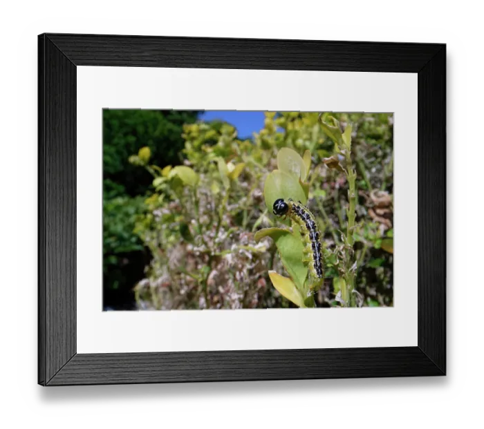 Framed Print : Box-tree moth (Cydalima perspectalis) caterpillar feeding on green leaves of a Box (Buxus sempervirens) bush in a garden, Wiltshire, England, UK. June Framed Print : Box-tree moth (Cydalima perspectalis) caterpillar feeding on green leaves of a Box (Buxus sempervirens) bush in a garden, Wiltshire, England, UK. June