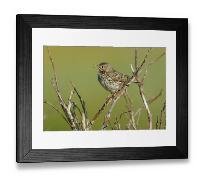 Framed Print : Meadow pipit (Anthus pratensis) perched on branch calling, Varanger, Norway. July