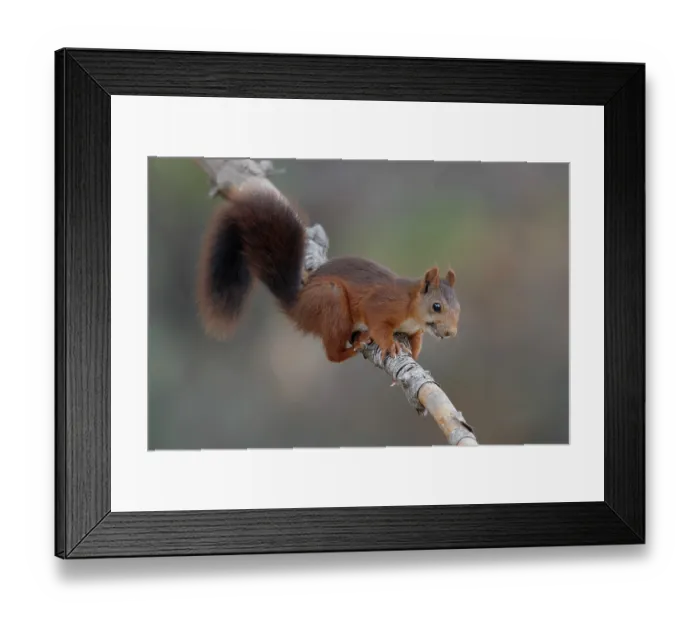 Framed Print : Red squirrel (Sciurus vulgaris) resting on branch, La Rioja, Spain. August Framed Print : Red squirrel (Sciurus vulgaris) resting on branch, La Rioja, Spain. August