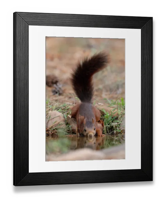 Framed Print : Red squirrel (Sciurus vulgaris) drinking at pool, La Rioja, Spain. August Framed Print : Red squirrel (Sciurus vulgaris) drinking at pool, La Rioja, Spain. August