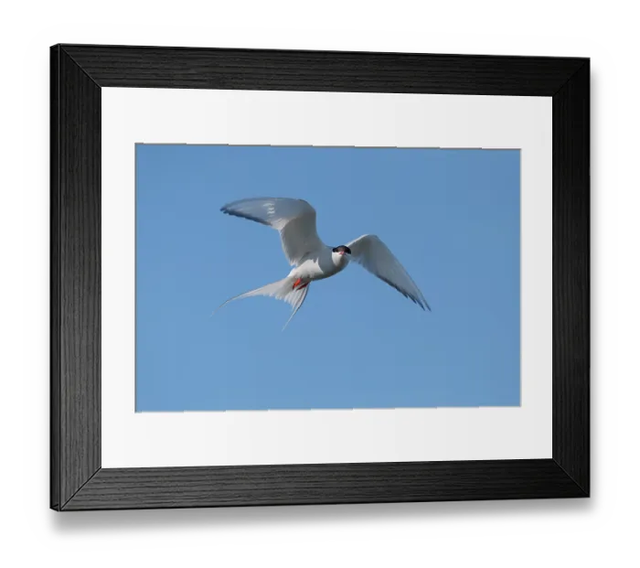 Framed Print : Arctic tern (Sterna paradisaea) in flight against blue sky, Varanger, Norway. July Framed Print : Arctic tern (Sterna paradisaea) in flight against blue sky, Varanger, Norway. July