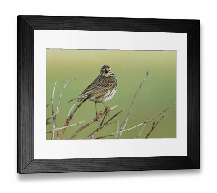 Framed Print : Meadow pipit (Anthus pratensis) perched on branch calling, Varanger, Norway. July Framed Print : Meadow pipit (Anthus pratensis) perched on branch calling, Varanger, Norway. July