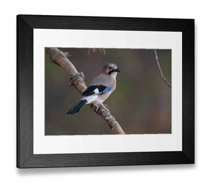 Framed Print : Jay (Garrulus glandarius) perched on a branch, La Rioja, Spain. August Framed Print : Jay (Garrulus glandarius) perched on a branch, La Rioja, Spain. August