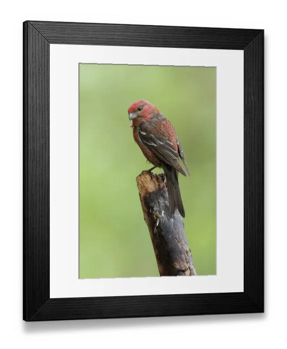 Framed Print : Pine grosbeak (Pinicola enucleator) male, perched on branch, Finland. July Framed Print : Pine grosbeak (Pinicola enucleator) male, perched on branch, Finland. July
