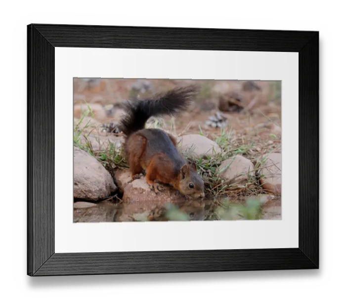Framed Print : Red squirrel (Sciurus vulgaris) drinking at pool, La Rioja, Spain. August Framed Print : Red squirrel (Sciurus vulgaris) drinking at pool, La Rioja, Spain. August